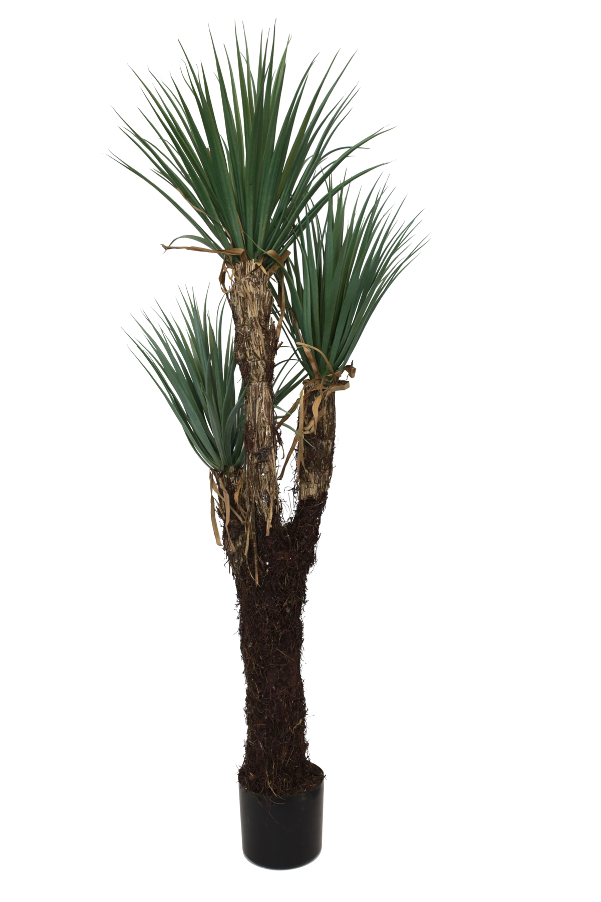 Pianta Yucca artificiale con vaso, Altezza cm 150